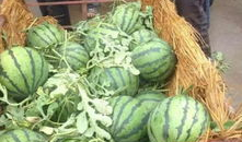 海宁吃瓜爆料公司电话